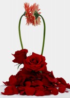 /album/virag-dekoracio/kellyreceptin11-omni-hotel-celebration-jpg/